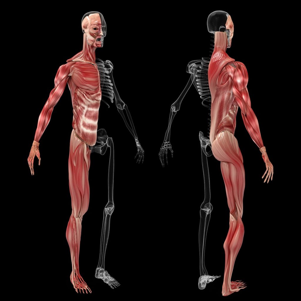 anatomy, muscle, human