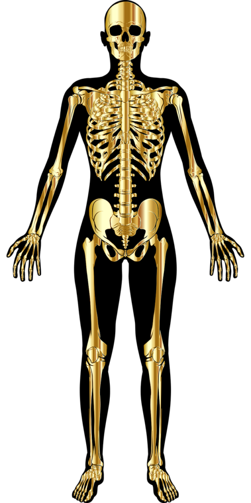 skeleton, bones, skeletal-6522596.jpg